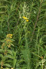 Thalictrum simplex galioides