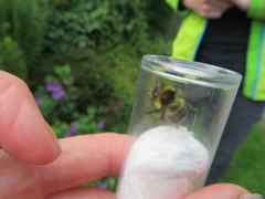 Bombus jonellus