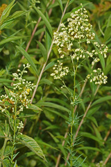 Thalictrum simplex galioides