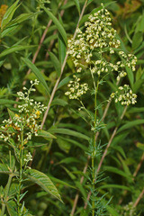 Thalictrum simplex galioides