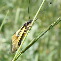 Libelloides baeticus