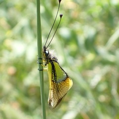 Libelloides baeticus