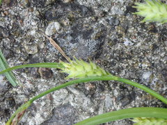 Carex hirta