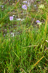 Scabiosa canescens