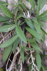 Centaurea rhaetica