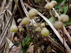 Mannia triandra