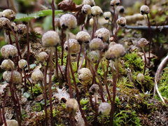 Mannia triandra