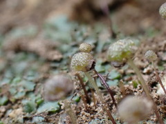 Mannia triandra