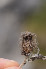 Centaurea rhaetica