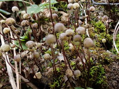 Mannia triandra