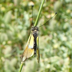 Libelloides baeticus