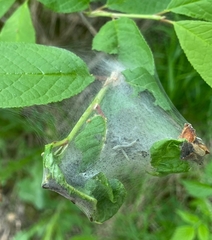 Yponomeuta evonymella