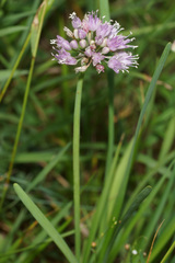 Allium senescens
