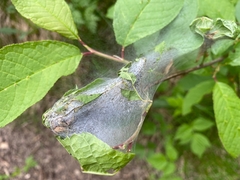 Yponomeuta evonymella