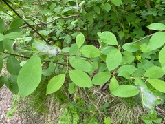 Yponomeuta evonymella