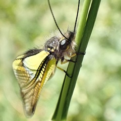 Libelloides baeticus