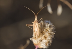 Miridius quadrivirgatus