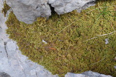 Ctenidium molluscum