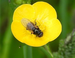 Cheilosia albitarsis