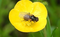 Cheilosia albitarsis