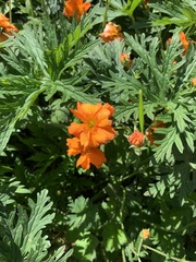 Geum coccineum