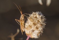 Miridius quadrivirgatus