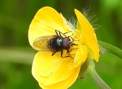 Cheilosia albitarsis