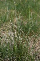 Festuca rupicola