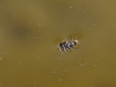 Herina frondescentiae