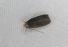 Pexicopia melitolicna