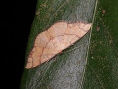 Pylargosceles steganioides