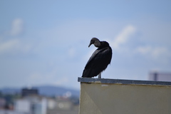Coragyps atratus