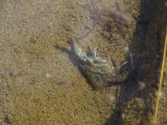 Austropotamobius pallipes