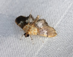 Aetholix flavibasalis