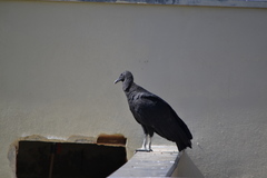 Coragyps atratus