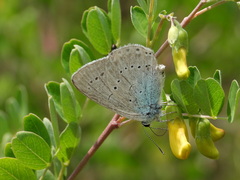 Iolana iolas