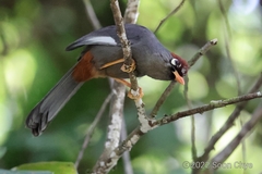 Pterorhinus mitratus