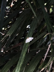 Scopula propinquaria