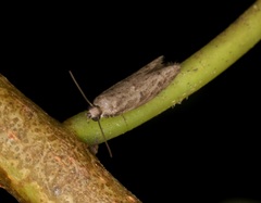 Copamyntis leptocosma