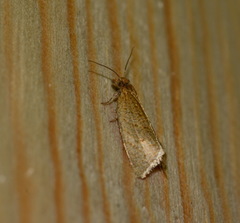 Clepsis senecionana