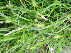 Carex hirta