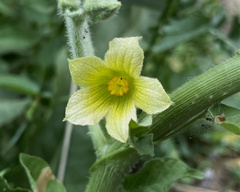 Ecballium elaterium