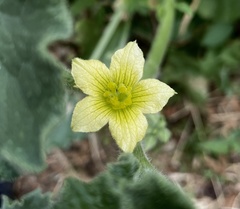 Ecballium elaterium