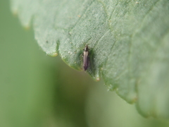 Echinothrips americanus