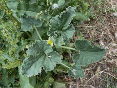 Ecballium elaterium