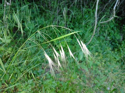 stoklas jalový (Bromus sterilis)