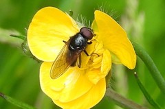 Cheilosia albitarsis