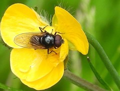 Cheilosia albitarsis