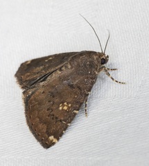 Amyna axis