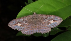 Anisoneura salebrosa